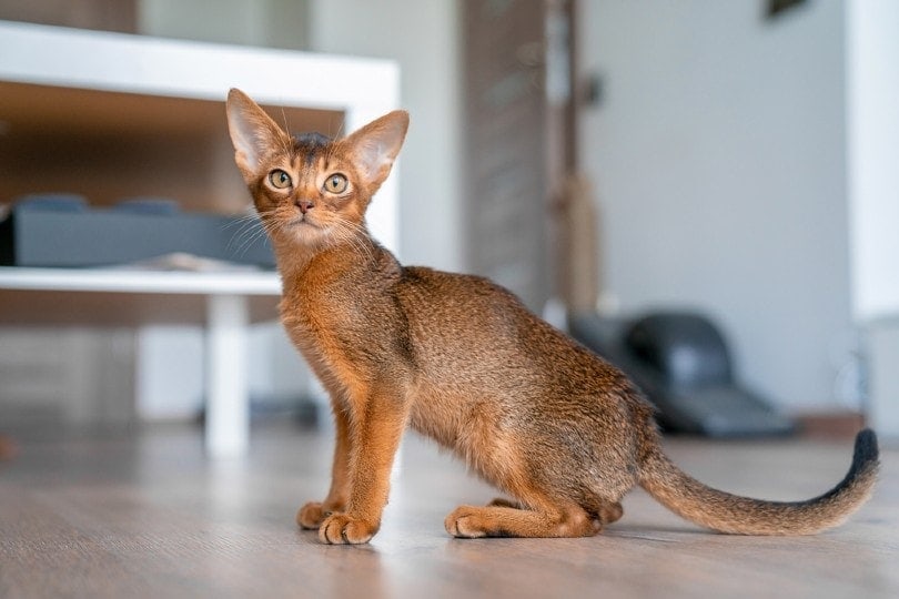 Abyssinian cat in kitchen