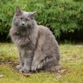 14 Exotic Cat Breeds You Can Keep as Pets